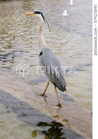 Gray heron Gray heron 37423845