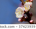 White cherry flowers 37423939