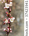 White cherry flowers 37423941
