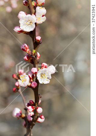 White cherry flowers 37423941