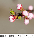 White cherry flowers 37423942
