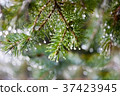 Pine twig with raindrops 37423945