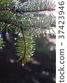 Pine twig with raindrops 37423946