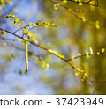 Blossoming birch 37423949
