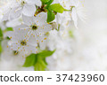 White cherry flowers 37423960