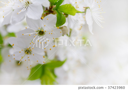 White cherry flowers 37423960