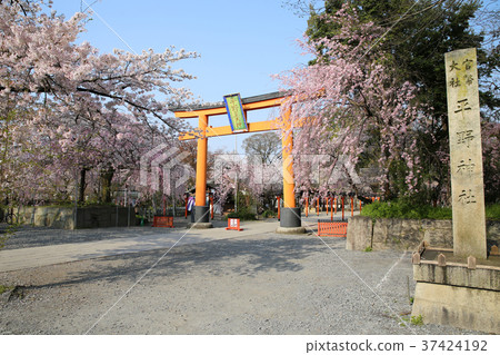 平野神社在春天 平野神社在春天 37424192