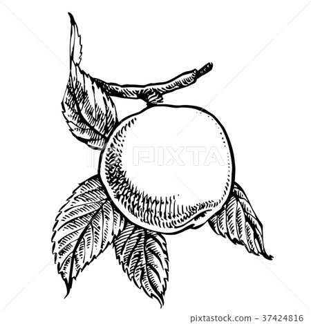 Collection of hand drawn apples. Illustrations in Collection of hand drawn apples. Illustrations in 37424816