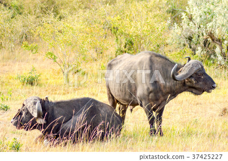 Isolated Buffalo grazing in the savannah Isolated Buffalo grazing in the savannah 37425227