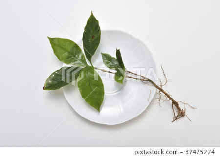 咖啡樹,咖啡苗,幼小,品種,植物,清新,新鮮,盤子 咖啡樹,咖啡苗,幼小,品種,植物,清新,新鮮,盤子 37425274