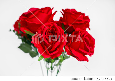 Rose - Flower, Backgrounds, Beauty, Close-up Rose - Flower, Backgrounds, Beauty, Close-up 37425393