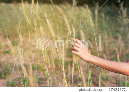 Hand touch grass Hand touch grass 37425572