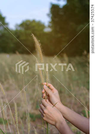 Hand touch grass Hand touch grass 37425574