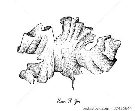 Hand Drawn of Laver Seaweed on White Background 37425644