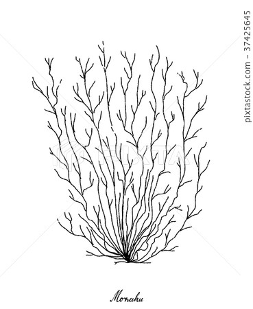 Hand Drawn of Mozuku Seaweed on White Background 37425645