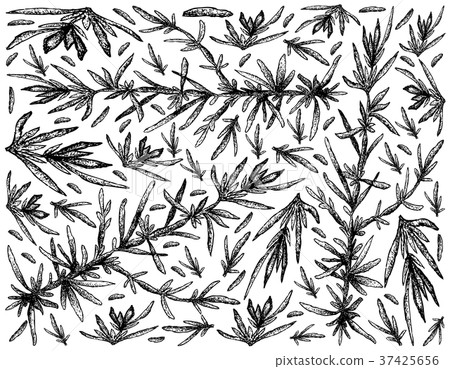 Hand Drawn of Hijiki Seaweed on White Background 37425656