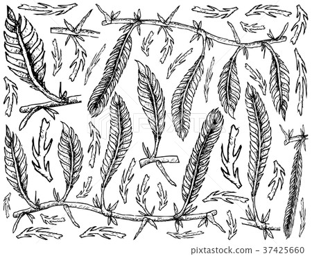 Caulerpa Taxifoli Seaweed on White Background 37425660