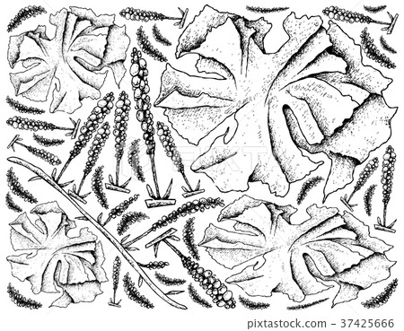 Hand Drawn of Sea Vegetables or Seaweed Background 37425666