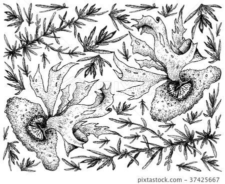Hand Drawn of Sea Vegetables or Seaweed Background 37425667
