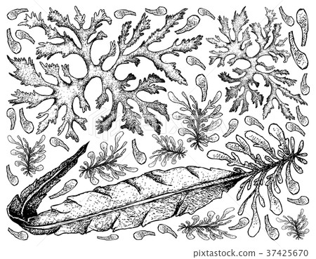Hand Drawn of Sea Vegetables or Seaweed Background 37425670
