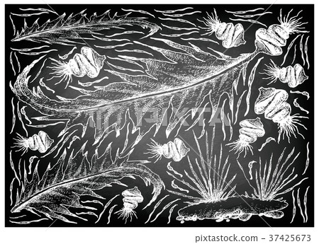 Sea Vegetables or Seaweed on Chalkboard 37425673