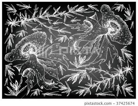 Sea Vegetables or Seaweed on Chalkboard 37425674