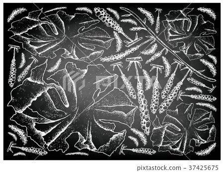 Sea Vegetables or Seaweed on Chalkboard 37425675