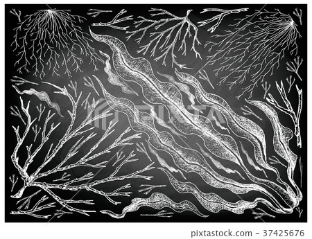 Sea Vegetables or Seaweed on Chalkboard 37425676