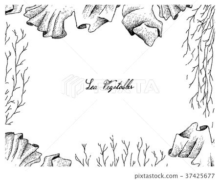 Hand Drawn Frame of Laver and Mozuku Seaweed 37425677