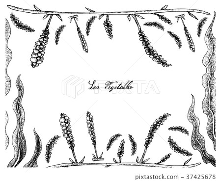 Hand Drawn Frame of Kombu and Seaweed 37425678