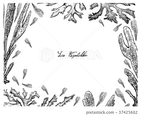 Hand Drawn Frame of Dulse and Dillisk Seaweed Hand Drawn Frame of Dulse and Dillisk Seaweed 37425682