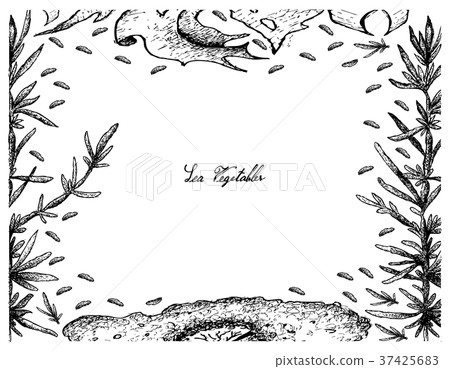 Hand Drawn Frame of Nori and Hijiki Seaweed Hand Drawn Frame of Nori and Hijiki Seaweed 37425683