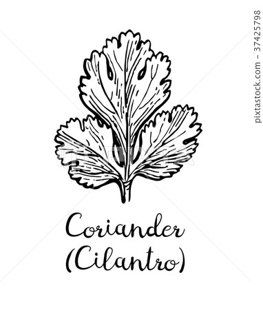 Coriander ink sketch. - Stock Illustration [37425798] - PIXTA