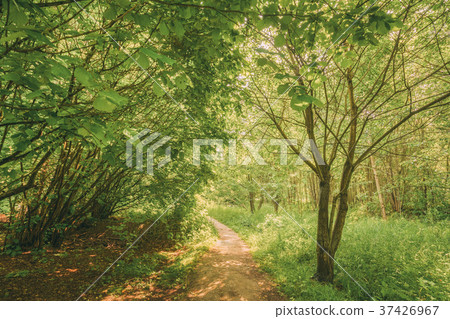 Beautiful Path Lane Walkway Way In Summer Forest Beautiful Path Lane Walkway Way In Summer Forest 37426967