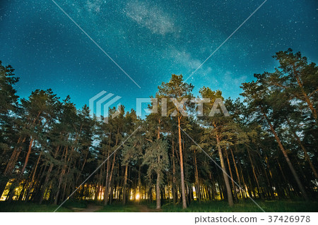 Green Trees Woods In Park Under Night Starry Sky Green Trees Woods In Park Under Night Starry Sky 37426978