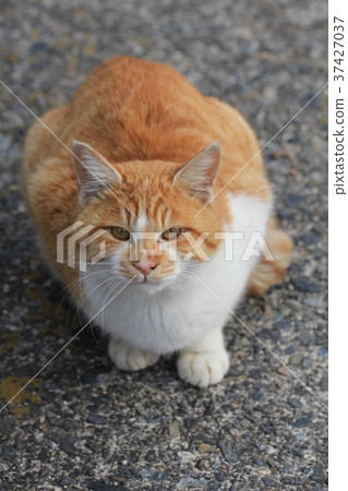 Up from the front of a box sitting brown white cat looking up a little Up from the front of a box sitting brown white cat looking up a little 37427037