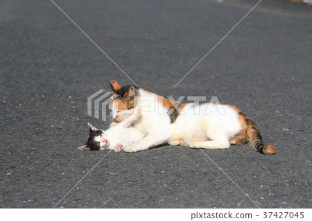 Kitten and Parents Cats Kitten Kitten and Parents Cats Kitten 37427045