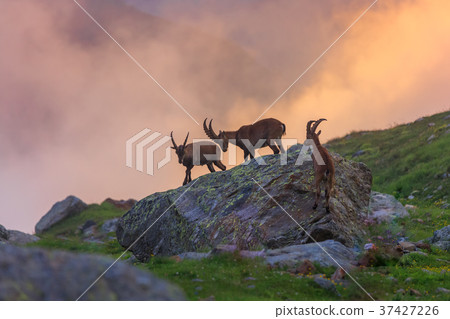 Ibex , Range of Mont-Blanc , French Alps 37427226