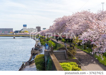 櫻花盛開在隅田川的河岸上 櫻花盛開在隅田川的河岸上 37427421