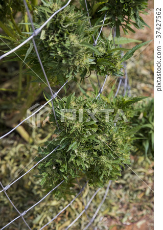 Legal Marijuana Grow Facility in Oregon Legal Marijuana Grow Facility in Oregon 37427562