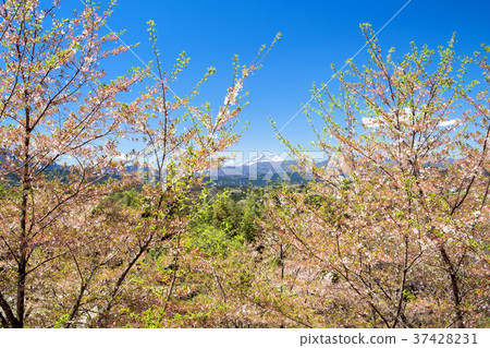 盛開的櫻花和淺間山 盛開的櫻花和淺間山 37428231