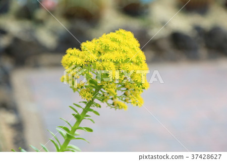 仙人掌花 仙人掌花 37428627