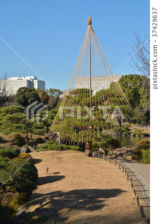 Kiyosumi Garden: Snow Hanging 37429637