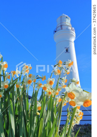 Inubozaki Bandai and Narcissus 37429665