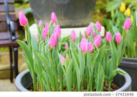 鬱金香花 37431646