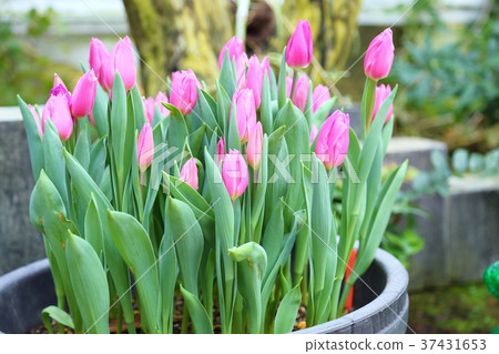 Tulip flower 37431653