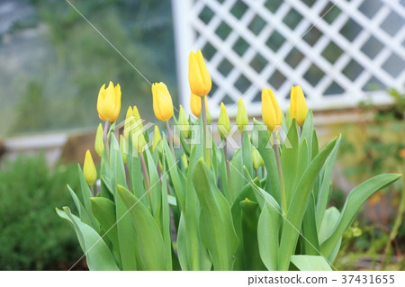 Tulip flower 37431655