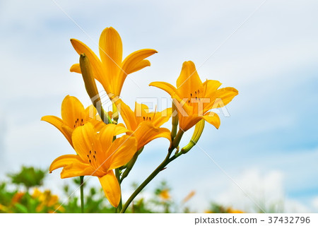 Nikkokishgege Kuroyama Plateau 37432796