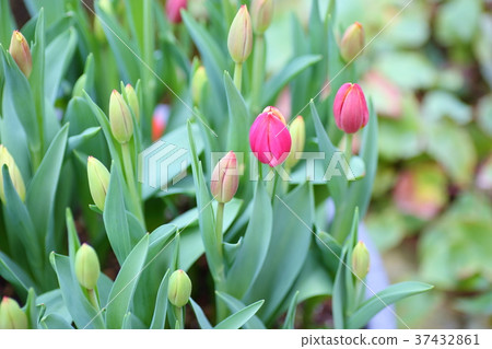 Tulip flower Tulip flower 37432861