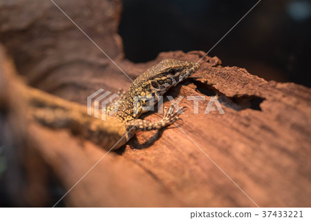 Nile dragon lizard reptile reptile 37433221
